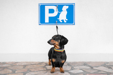 Obedient dachshund is tied with leash to hook under the sign of dog parking on wall on the street....