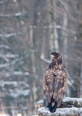 White - tailed eagle (Haliaeetus albicilla), young.