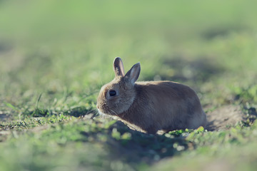 spring rabbit in a green field, easter symbol, beautiful april easter background