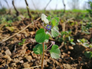 Plant