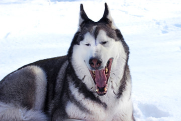 Husky Siberian dog happily laughing and smiling on snow background