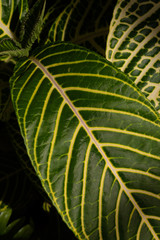 Close view of large variegated leaf, nature background, vertical aspect