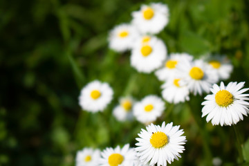 daisy marguerite flower close up white flower