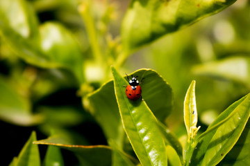Love bug ladybug on a leaf spring