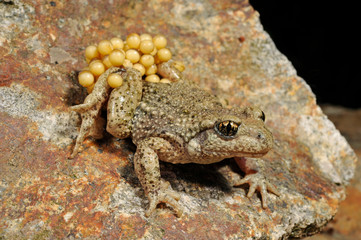 Geburtshelferkröte (Alytes obstetricans) - Common midwife toad