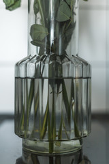 plants on a glass of water