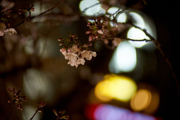 ネオンと桜・夜桜