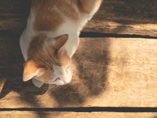 Top view, orange and white striped cat, sleeping on a wooden floor.film tones and vintage tones.