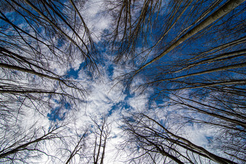 trees facing the sky in the forest