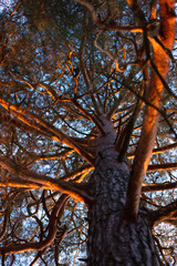  The tall pine tree is lit by the setting sun. Through the branches of a pine blue sky is visible.