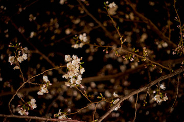 桜・夜桜・咲き乱れる