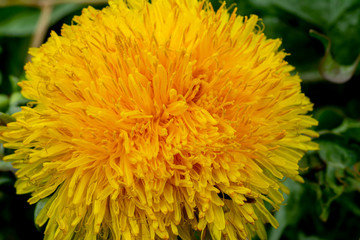 Yellow dandelion flower Close Up Macro