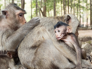 Indian Macaque (Macaca leonina). A group of macaques clean each other's hair from parasites in the area of Angor Wat temple, Cambodia.
