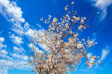 Lush spring olive tree flowering
