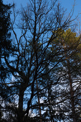  Crowns of trees and silhouette of a tree without leaves. Trees on a background of blue sky.