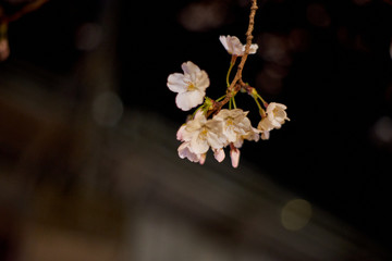 夜桜・花・アップ