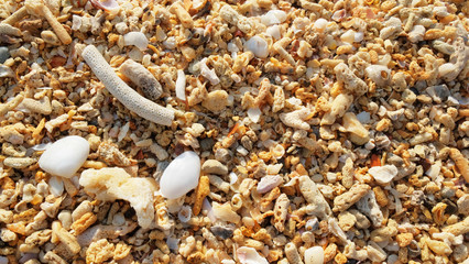 Broken coral, barnacle and seashell on sand beach background.