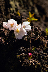 咲き始めのソメイヨシノ