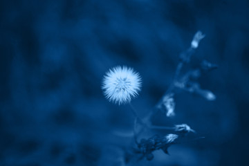 fluffy flower in a field in a trendy classic blue color. Copy space. Toned and contrasting background. Template for design.