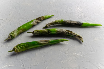 An ugly, rotten green chili pepper covered in mold on a gray background with space for text in a...