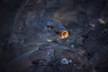 Koi fish in the Lake of the Matsumoto Castle, Japan
