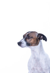 Brown, black and white Jack Russell Terrier posing in a studio, looking to the leftt, isolated on a white background, a lot of copy space