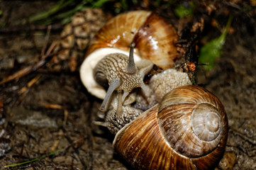 Two snails love in forest - obrazy, fototapety, plakaty