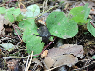 snail on the leaf