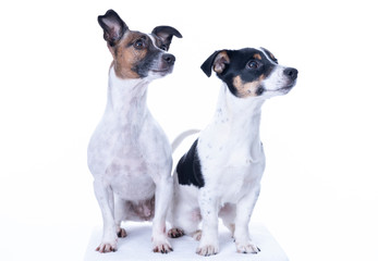 Two brown, black and white Jack Russell Terrier posing in a studio, the dogs look to the right, isolated on a white background, copy space