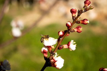 Honey bee on a flower blossom close up