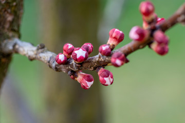 apricot buds and flowers in early spring close up