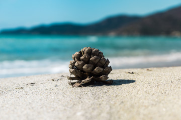 Pine cone at Campulongu Beach, VIllasimius, Sardinia