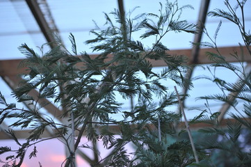 acacia dealbata de semis