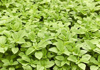 Fototapeta premium Green amaranth young fresh growth background, leaf vegetable, cereal plant, source of proteins and amino acids growing in the garden, agriculture and grow your own concept