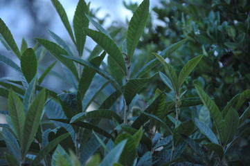 eryobotria japonica