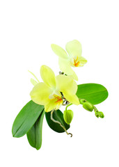 Orchid plant with yellow flowers, leaves and buds isolated on a white background.