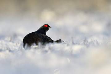 Black grouse on snow early in spring