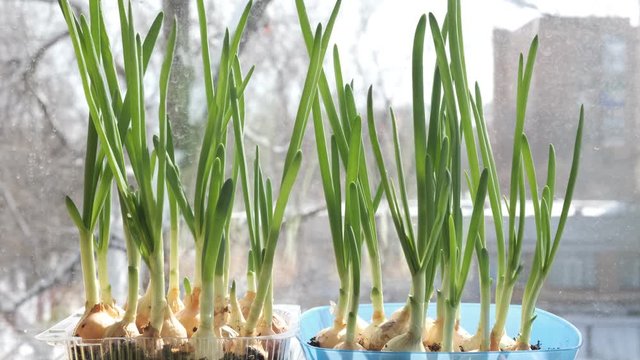 green onion grows on a windowsill in winter