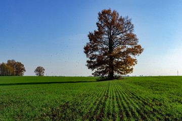 Fototapeta premium Rural landscape with one tree during golden hour in the summer and autumn in Lithuania countryside