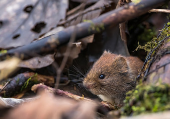 Wee Water Vole in bracken