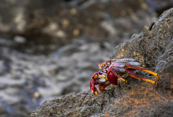 Tenerife colourful Crab waiting on the rocks