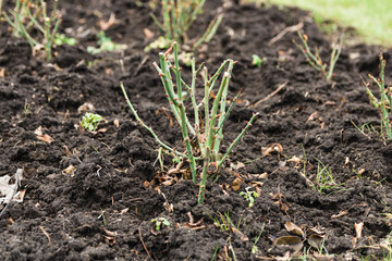 rosarium. closeup view of teen rose bush in early spring