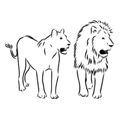 Lion and lioness sketch 