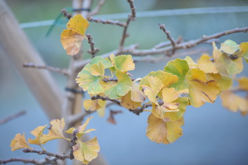 Ginkgo biloba troll