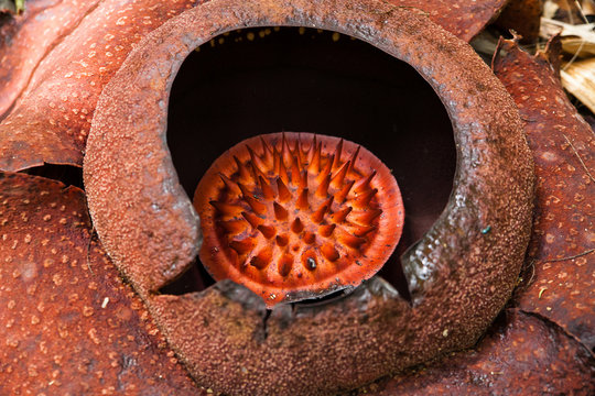 รูปภาพRafflesia – เลือกดูภาพถ่ายสต็อก เวกเตอร์ และวิดีโอ1,022 | Adobe Stock