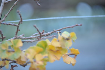 Ginkgo biloba troll
