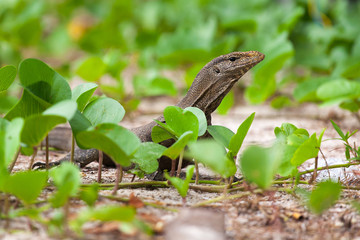Monitor Lizard at the beach Pulau Perhentian