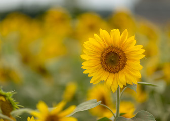 field of sunflowers