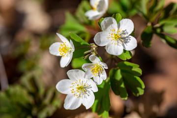 Obraz na płótnie Canvas white forest flower close up macro