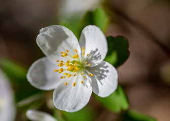 white forest flower close up macro